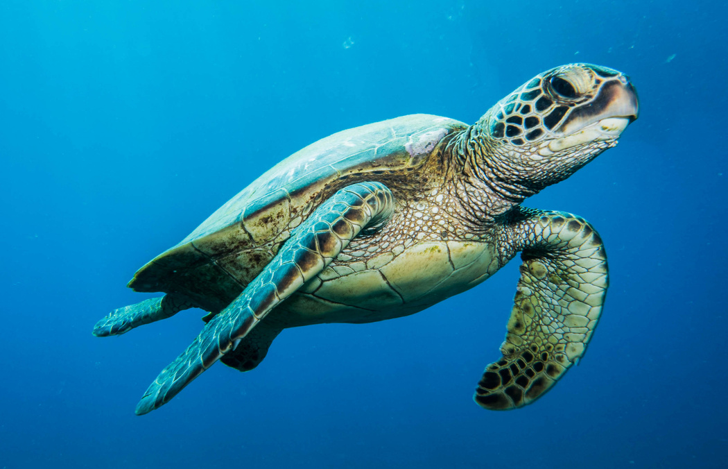 Green sea turtle