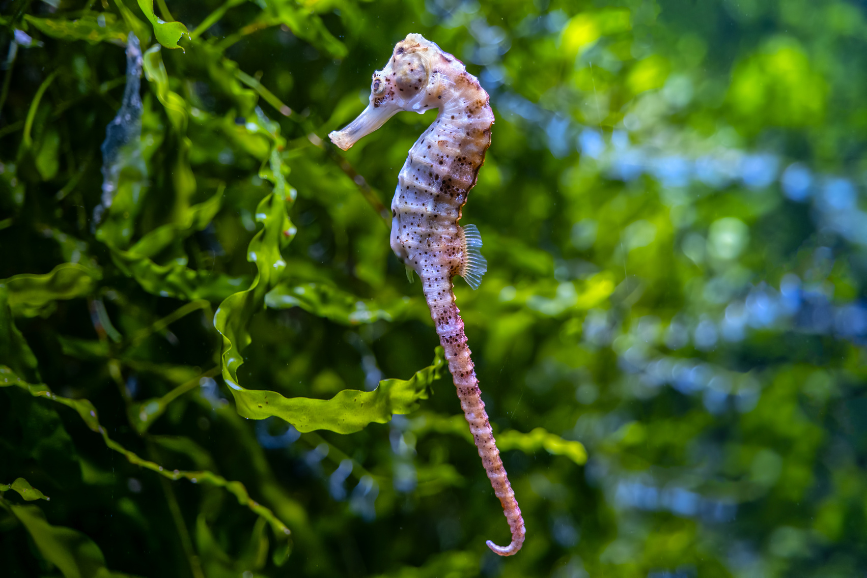 Single Seahorse against Green Plants