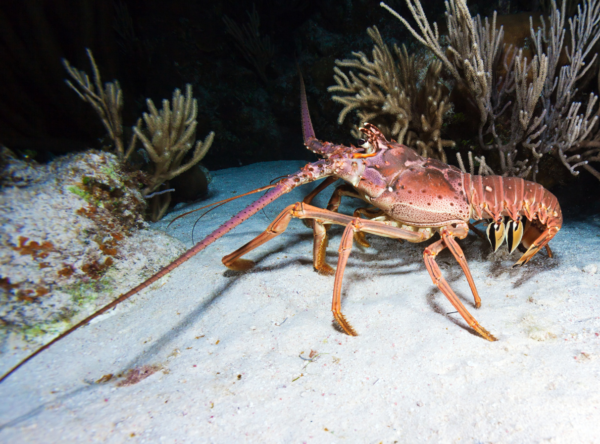 Red Lobster during Night Dive