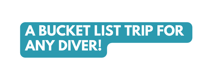 A BUCKET LIST TRIP FOR ANY DIVER