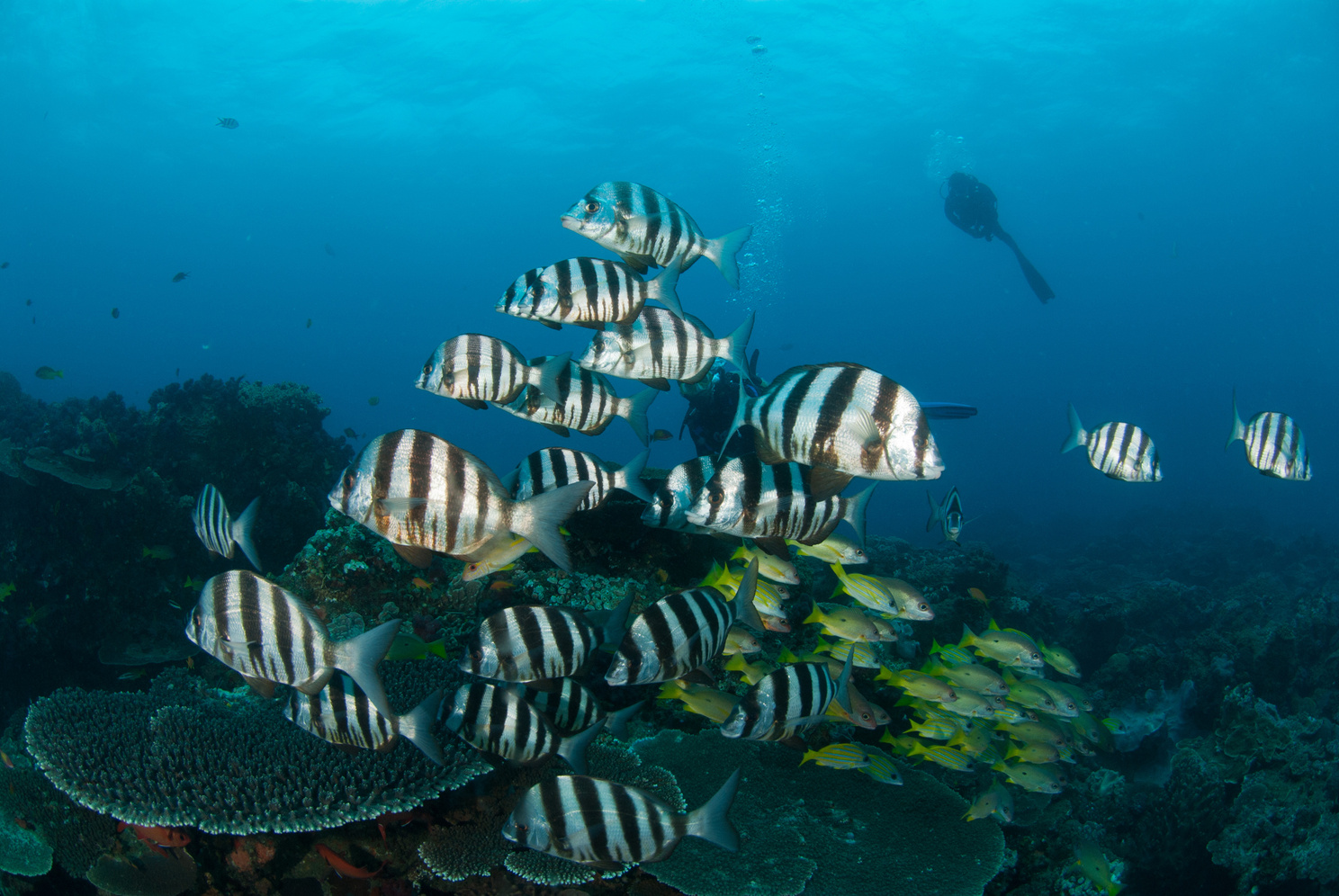 Zebra fish of Sodwana Bay