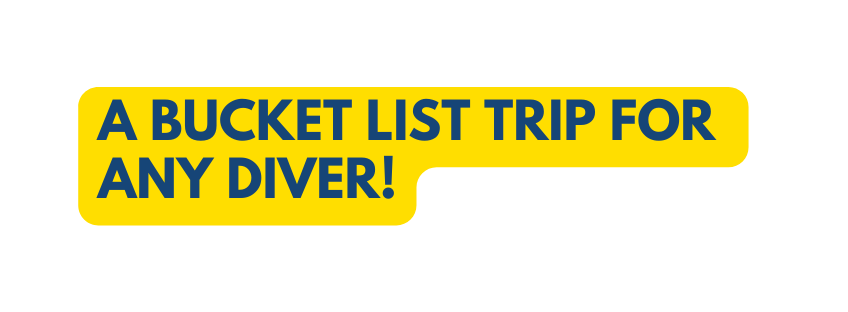 A BUCKET LIST TRIP FOR ANY DIVER