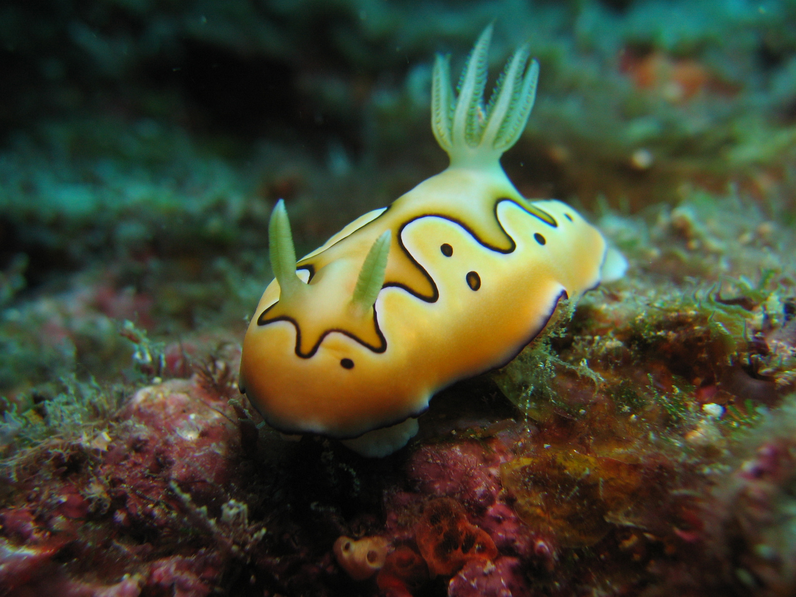 Bright Nudi