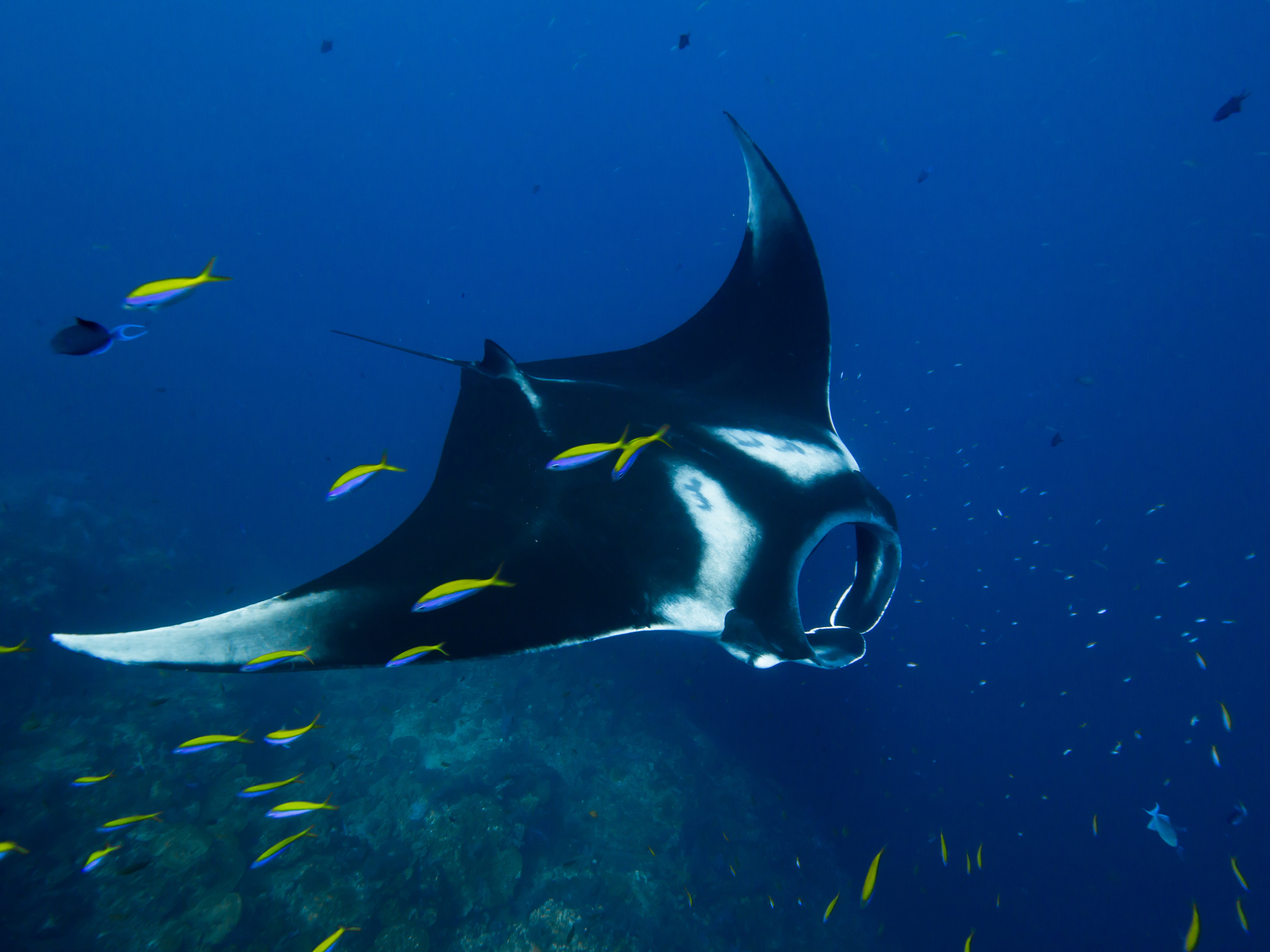 Manta ray