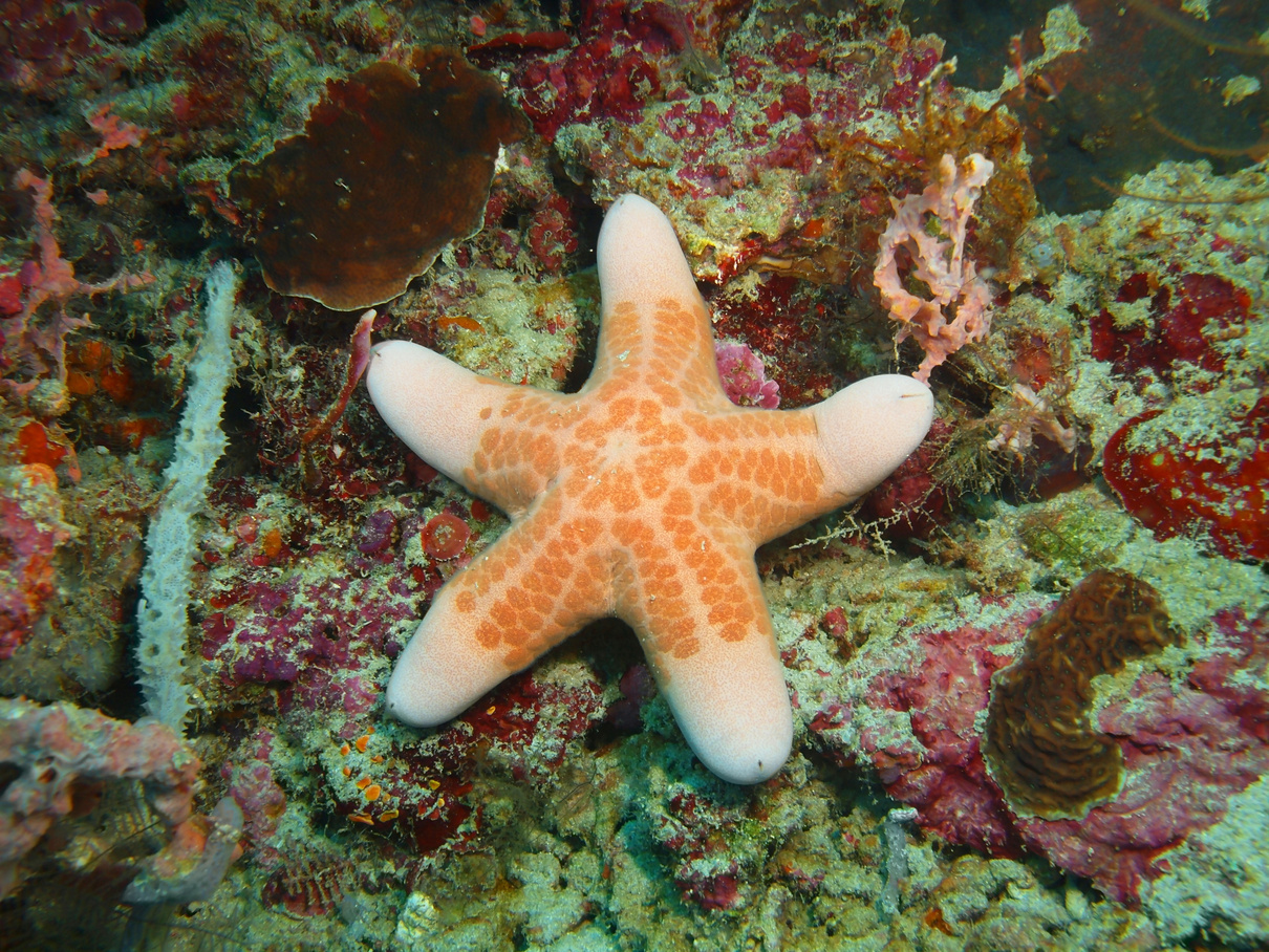 Starfish