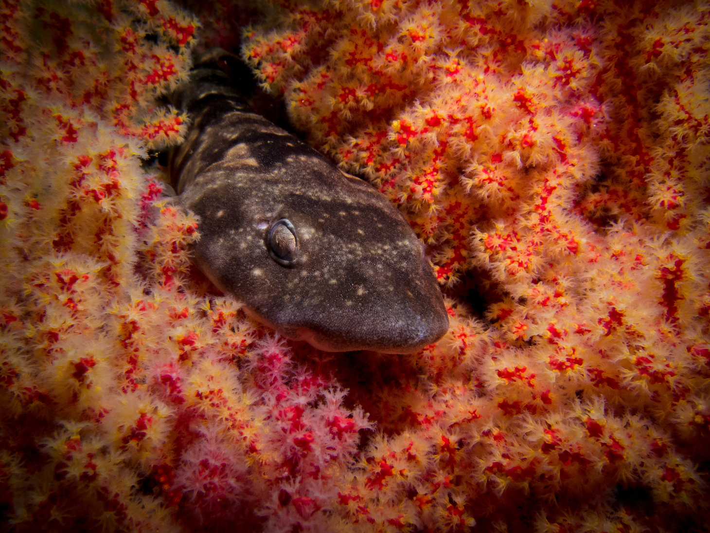 Leopard Shy-shark laying in a bright colored soft coral.