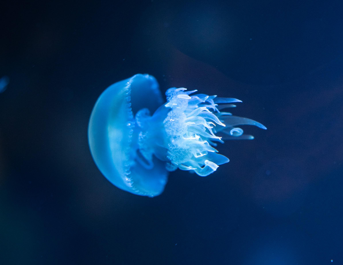 Jellyfish