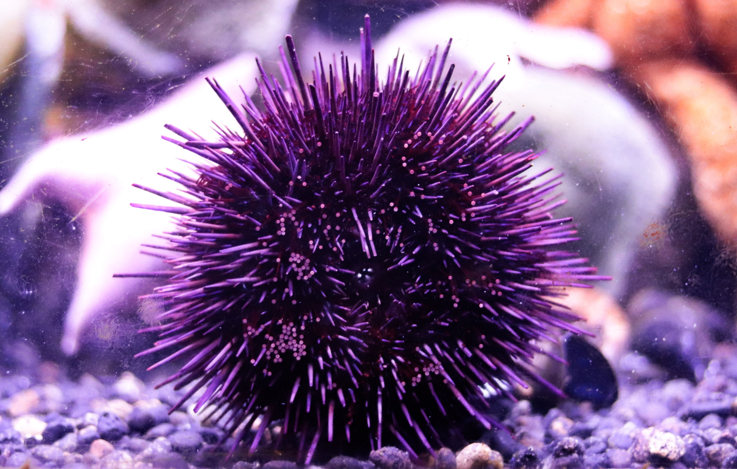 Sea Urchin