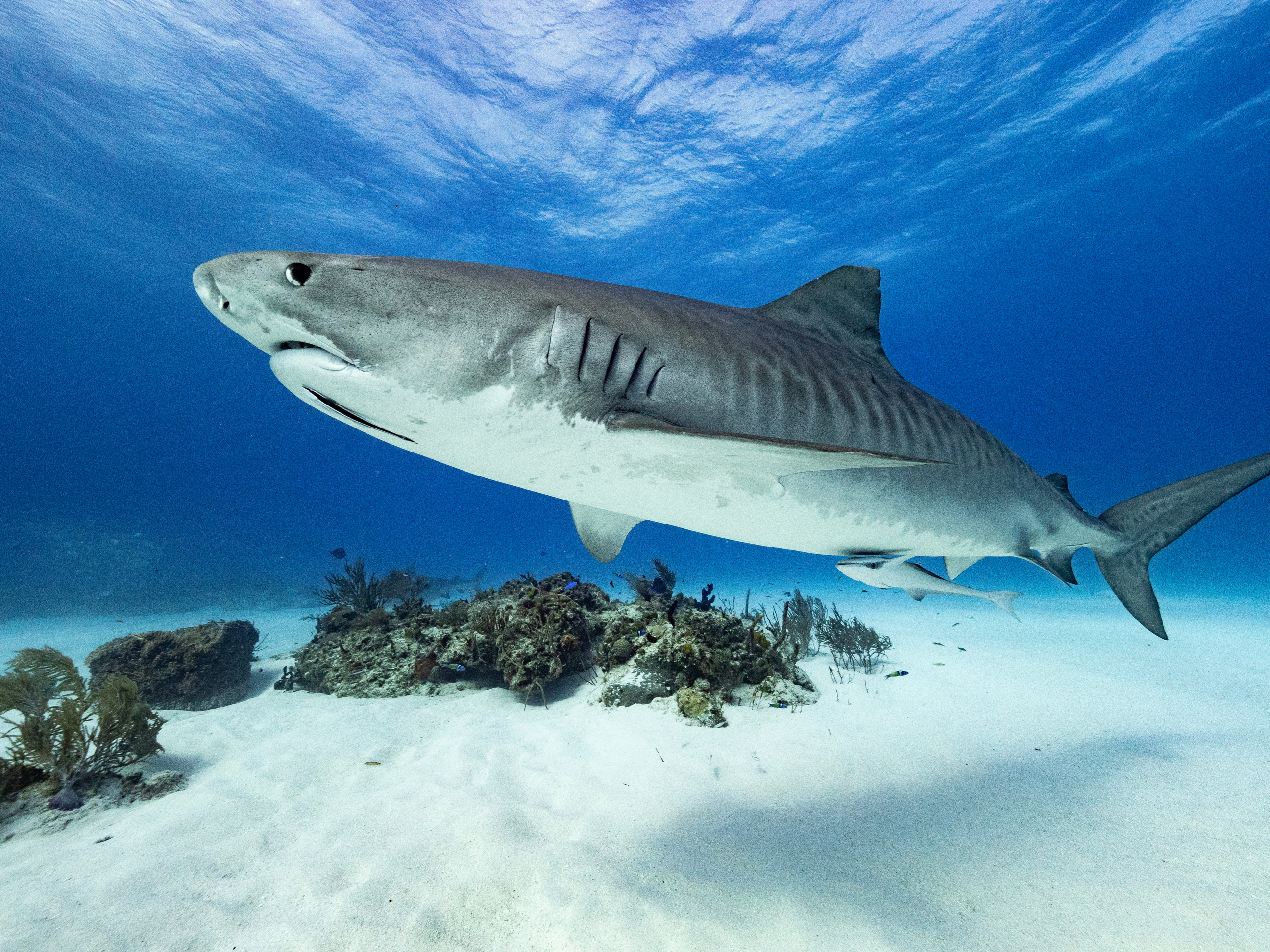 Tiger shark