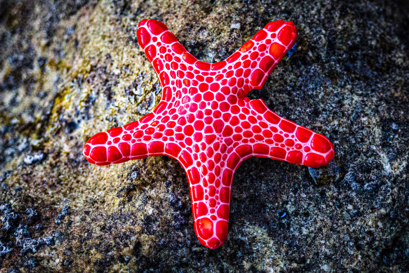 Starfish