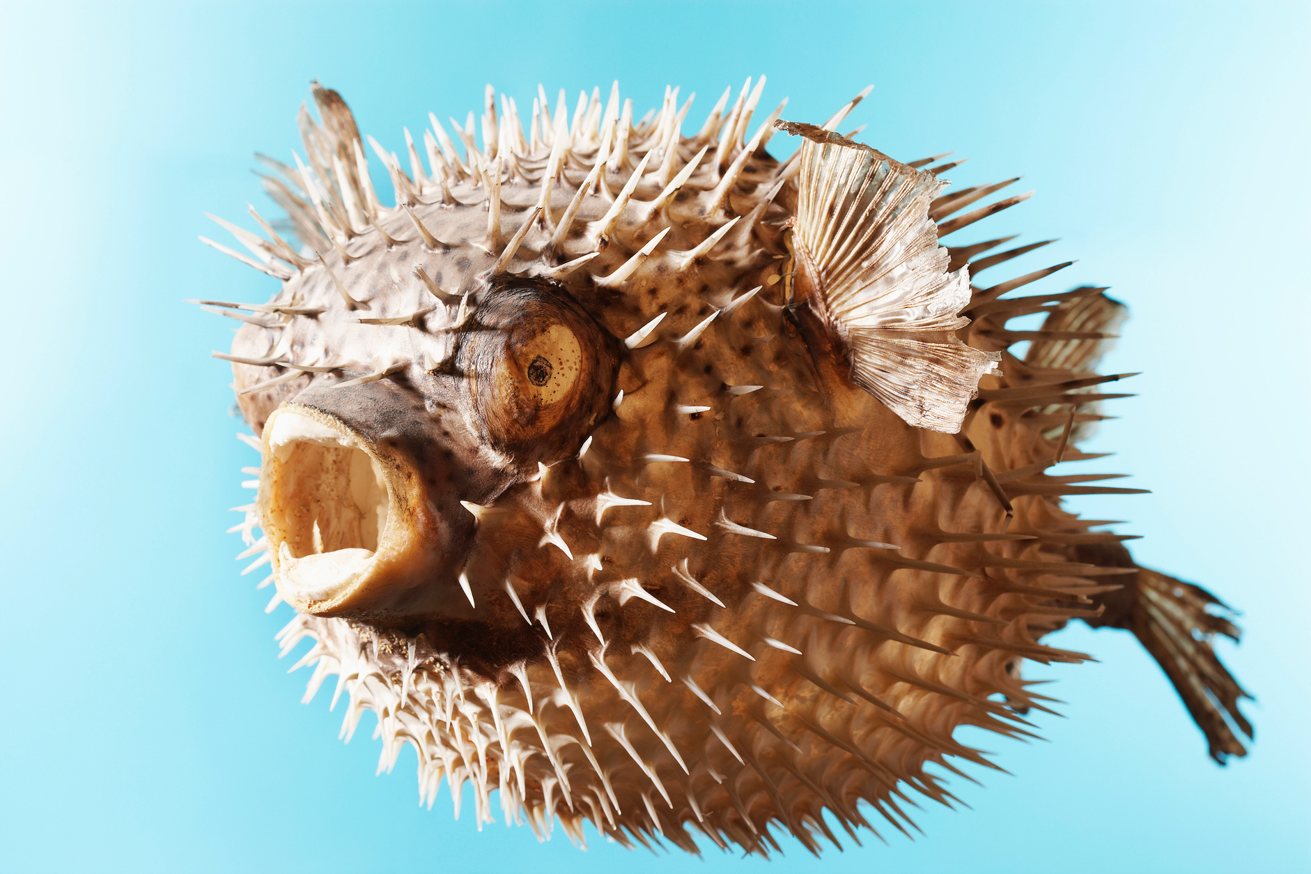 Mounted Puffer Fish