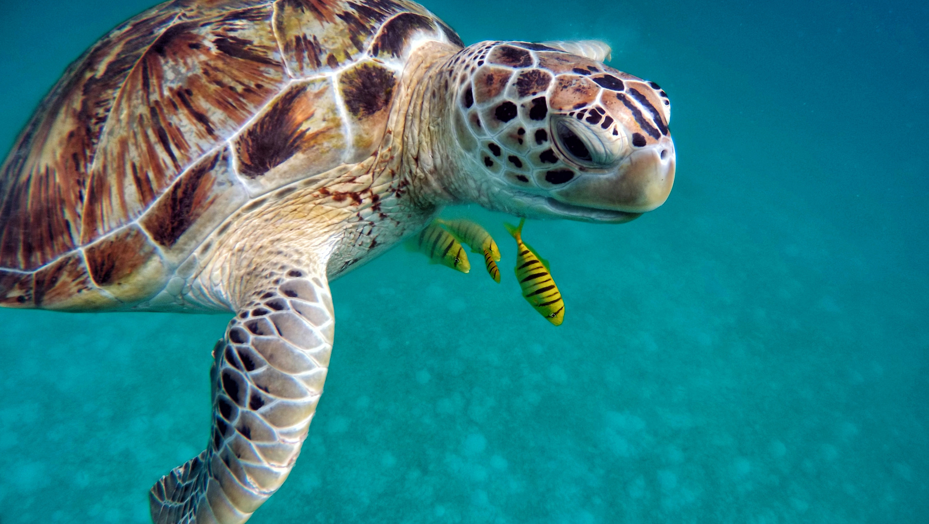 Turtle Swimming Underwater