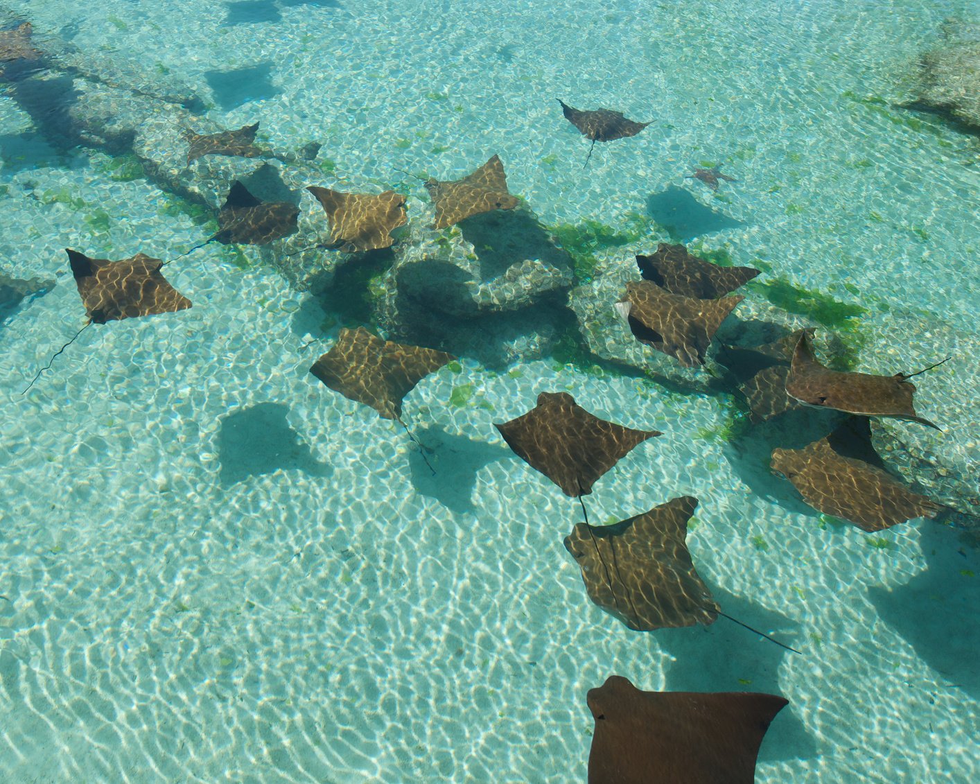 Stingrays