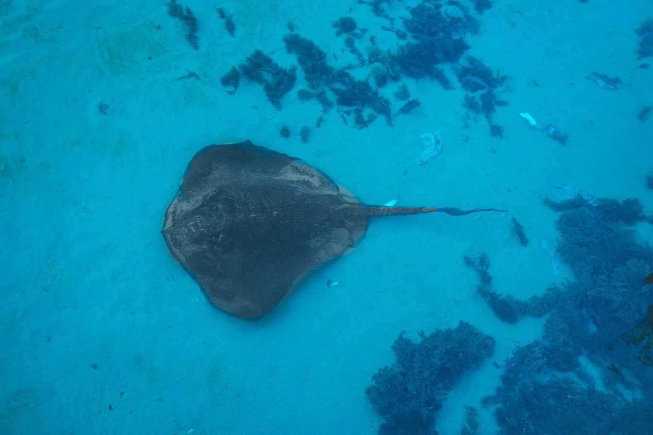 Stingray Underwater