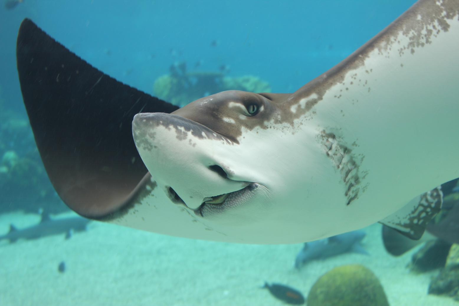 A Stingray Underwater