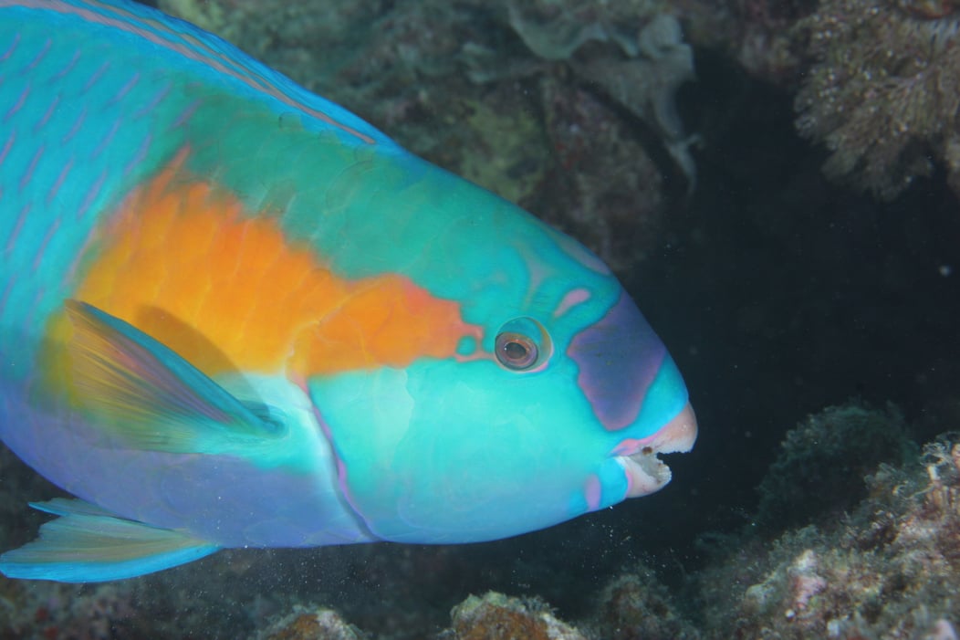 Parrot Fish Closeup