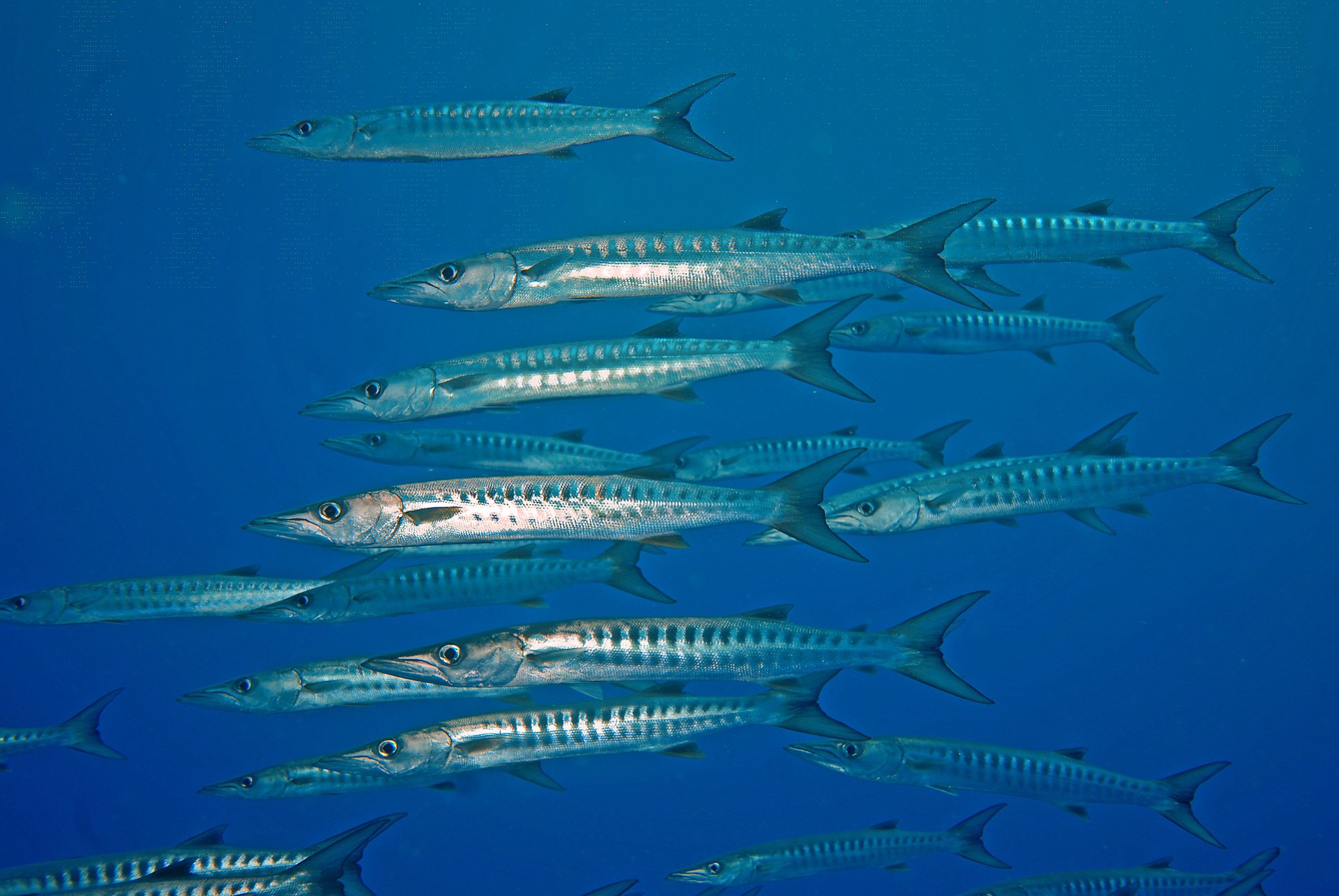 school of barakuda