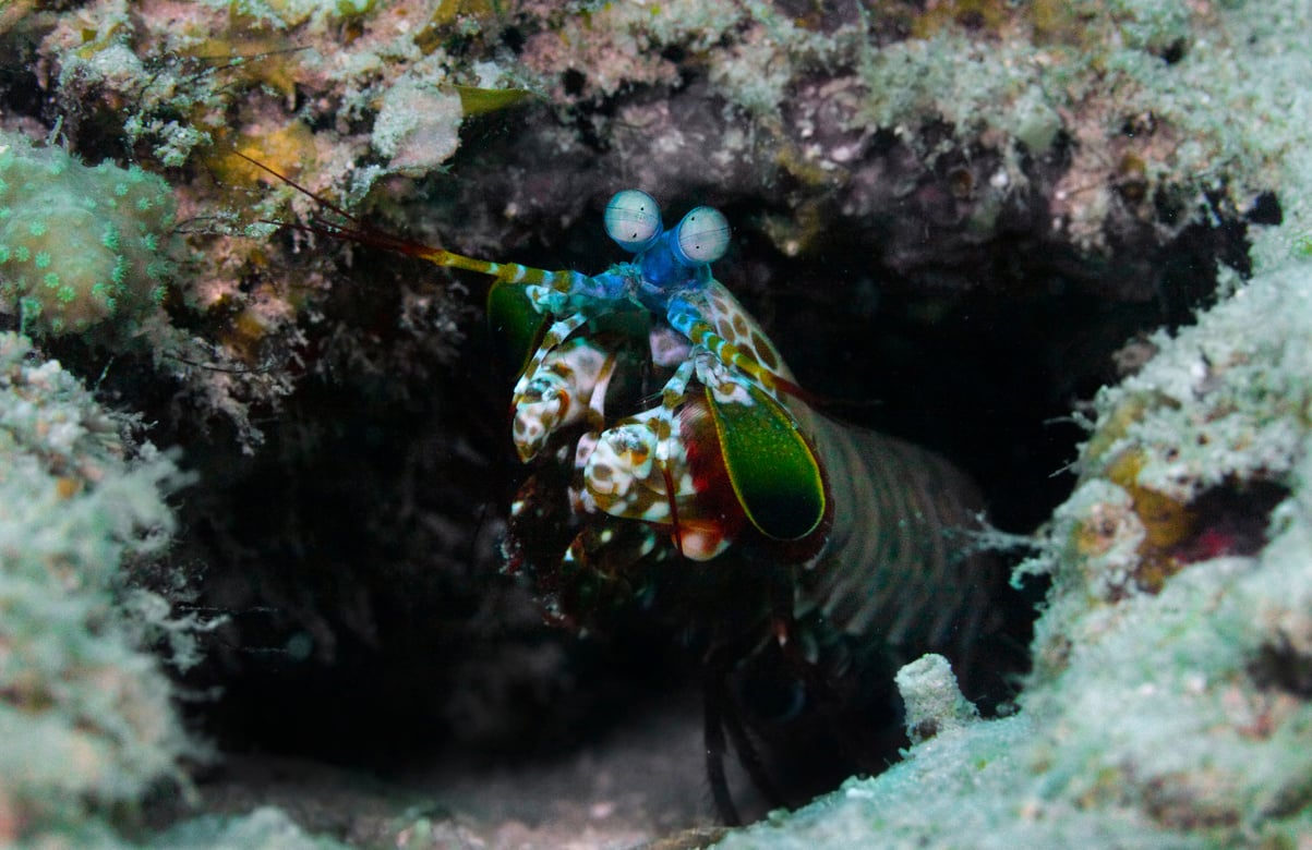 Rainbow shrimp macrophoto