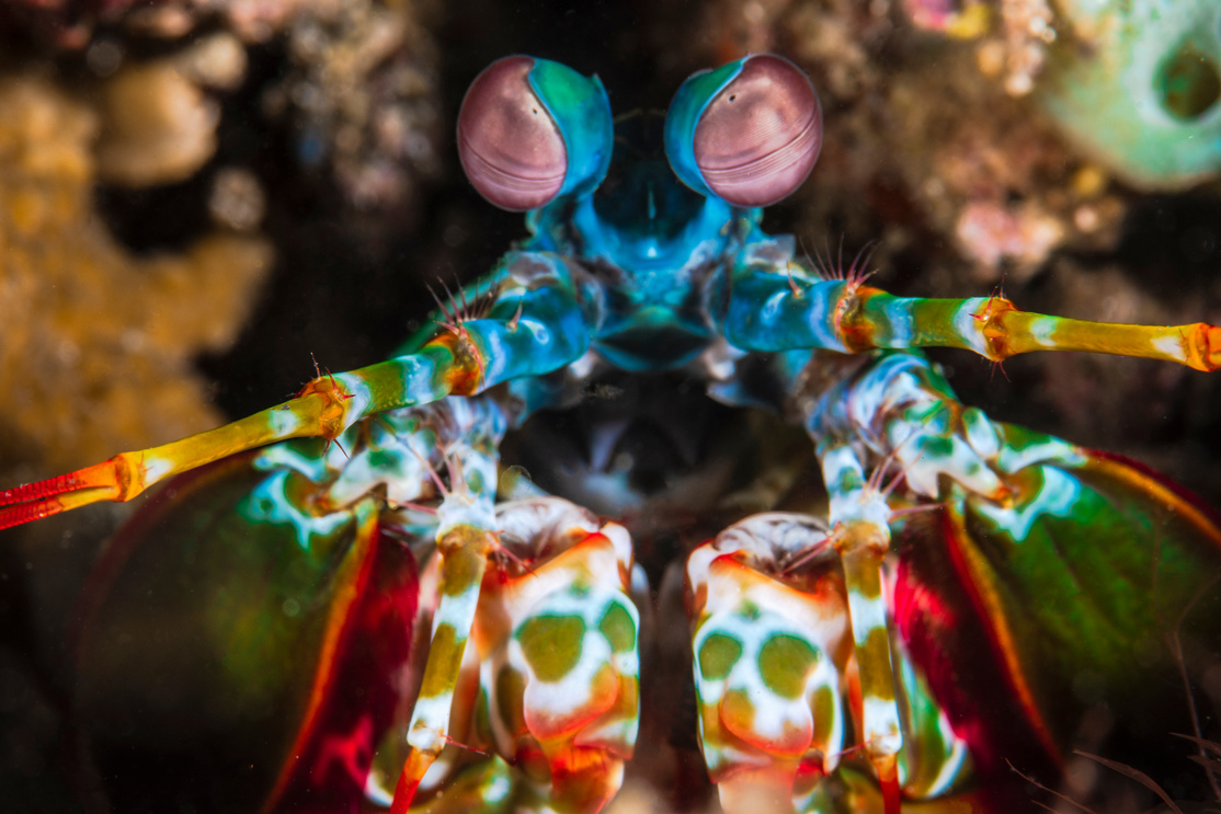 Mantis Shrimp