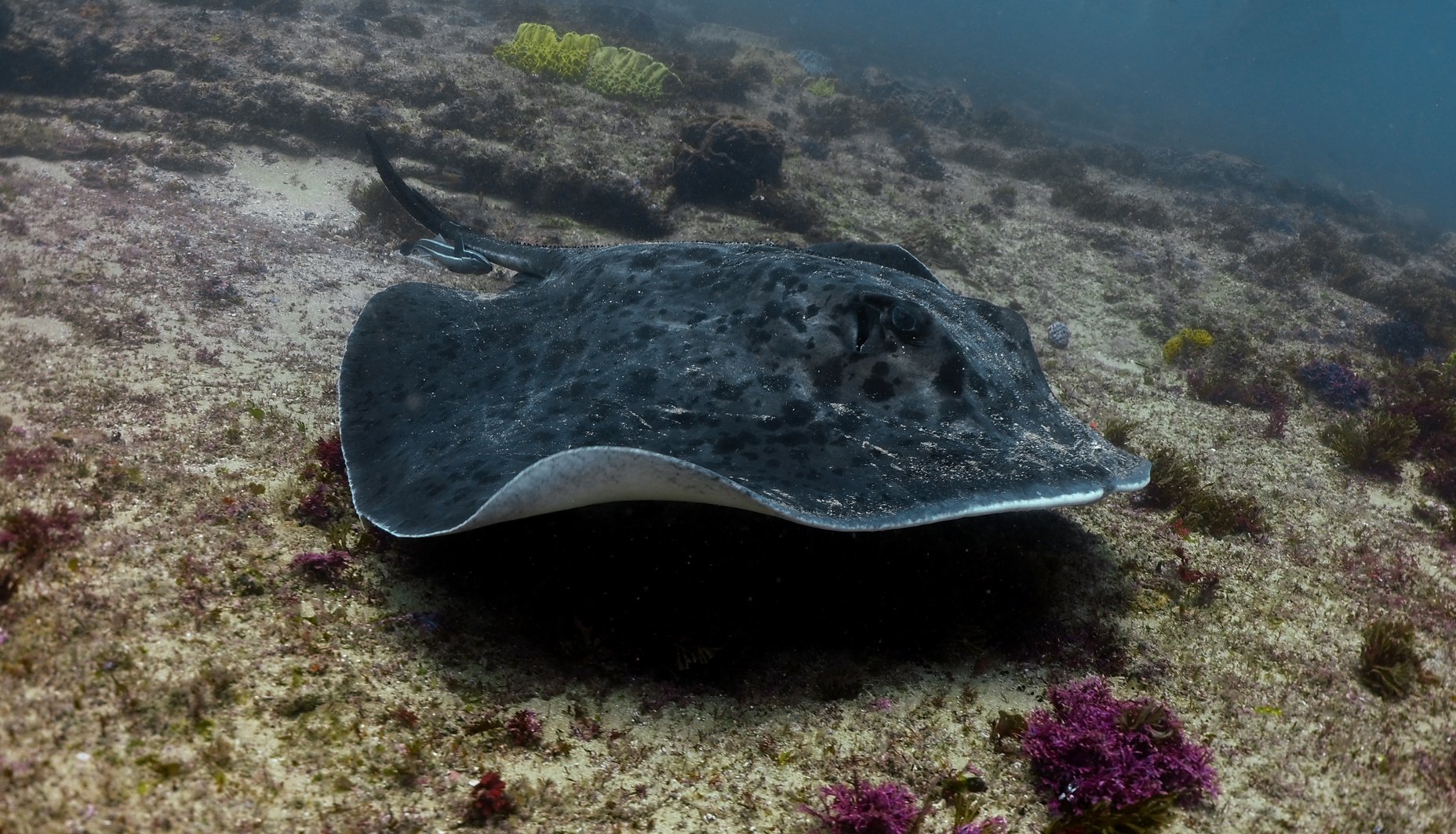 Stingray Manta Ray Southern Stingray Ribbontail Ray