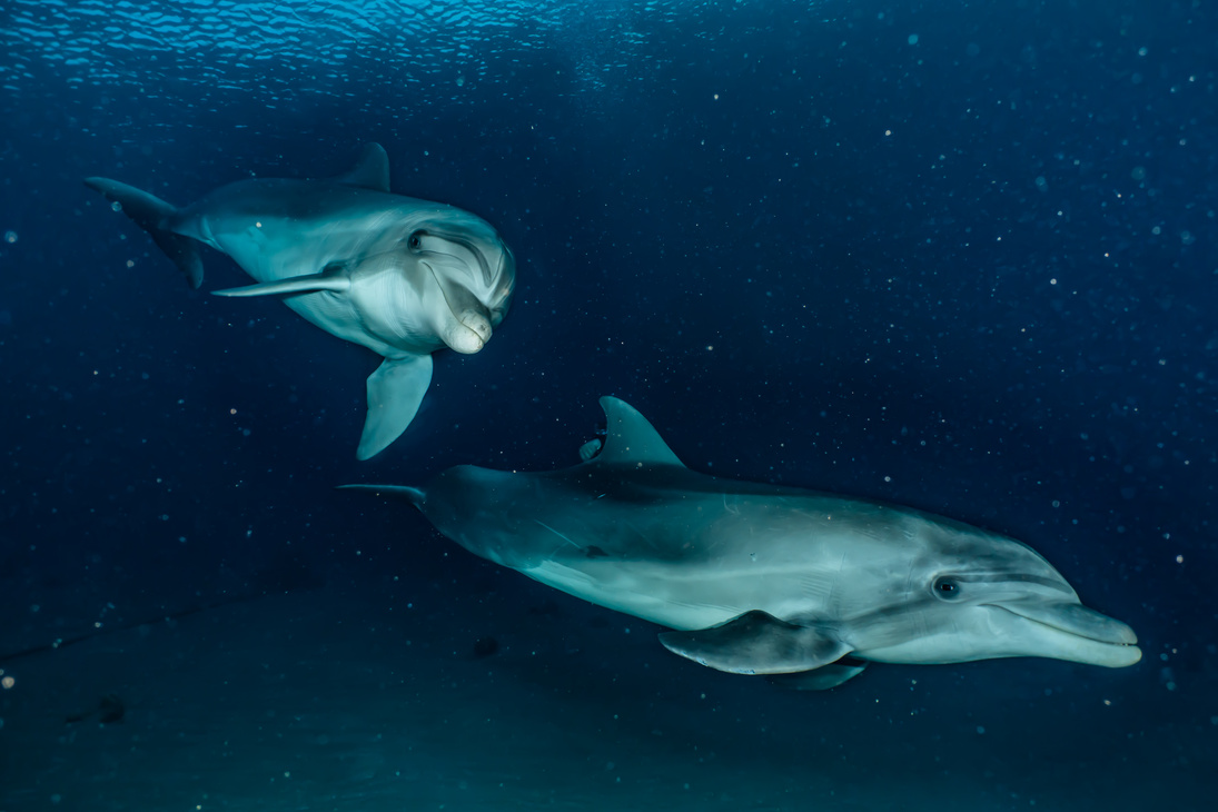 Dolphin swimming in the Red Sea