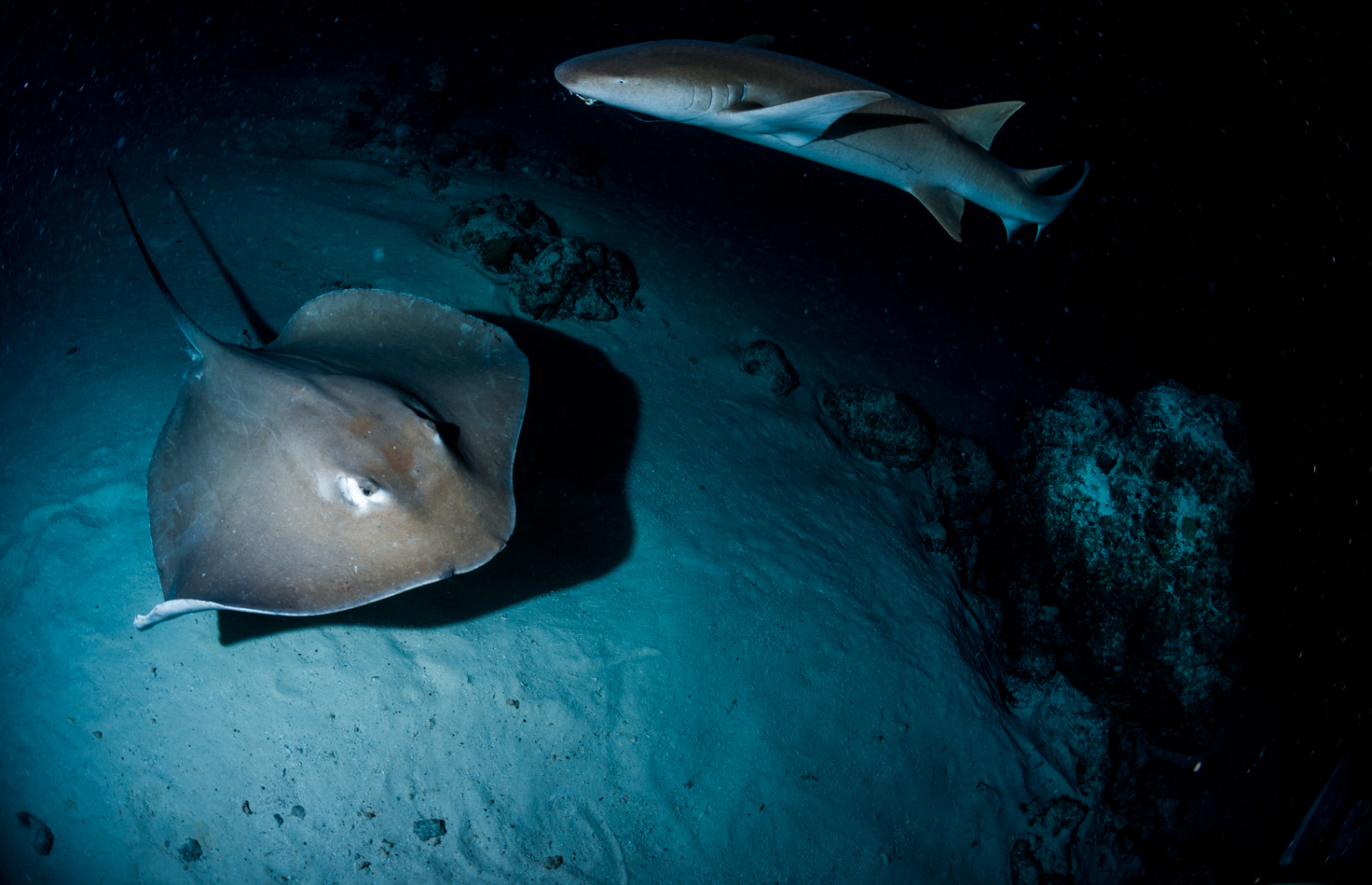 Stingray at Night diving