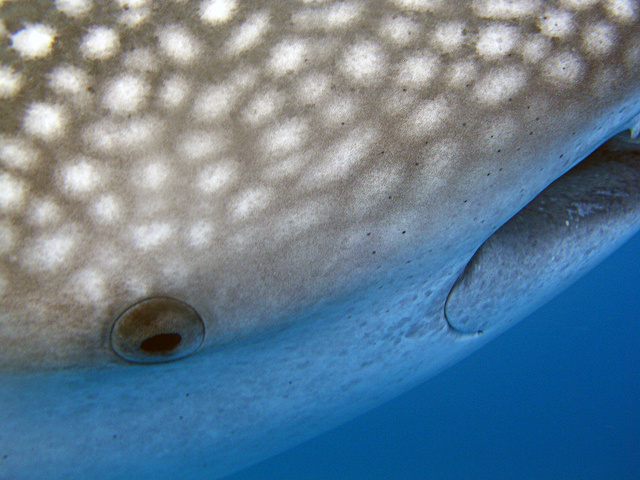 Looking into the eye of a Whaleshark