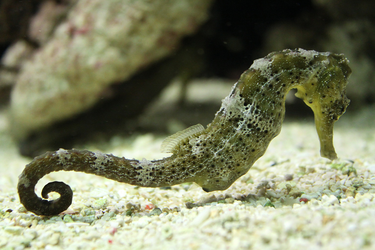 Sea horse