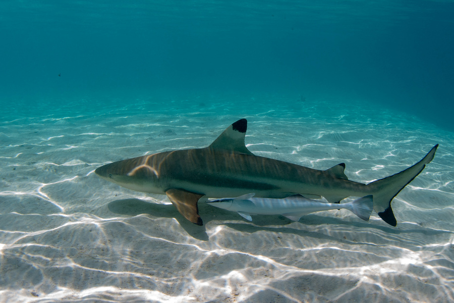 black tip shark underwater polynesia