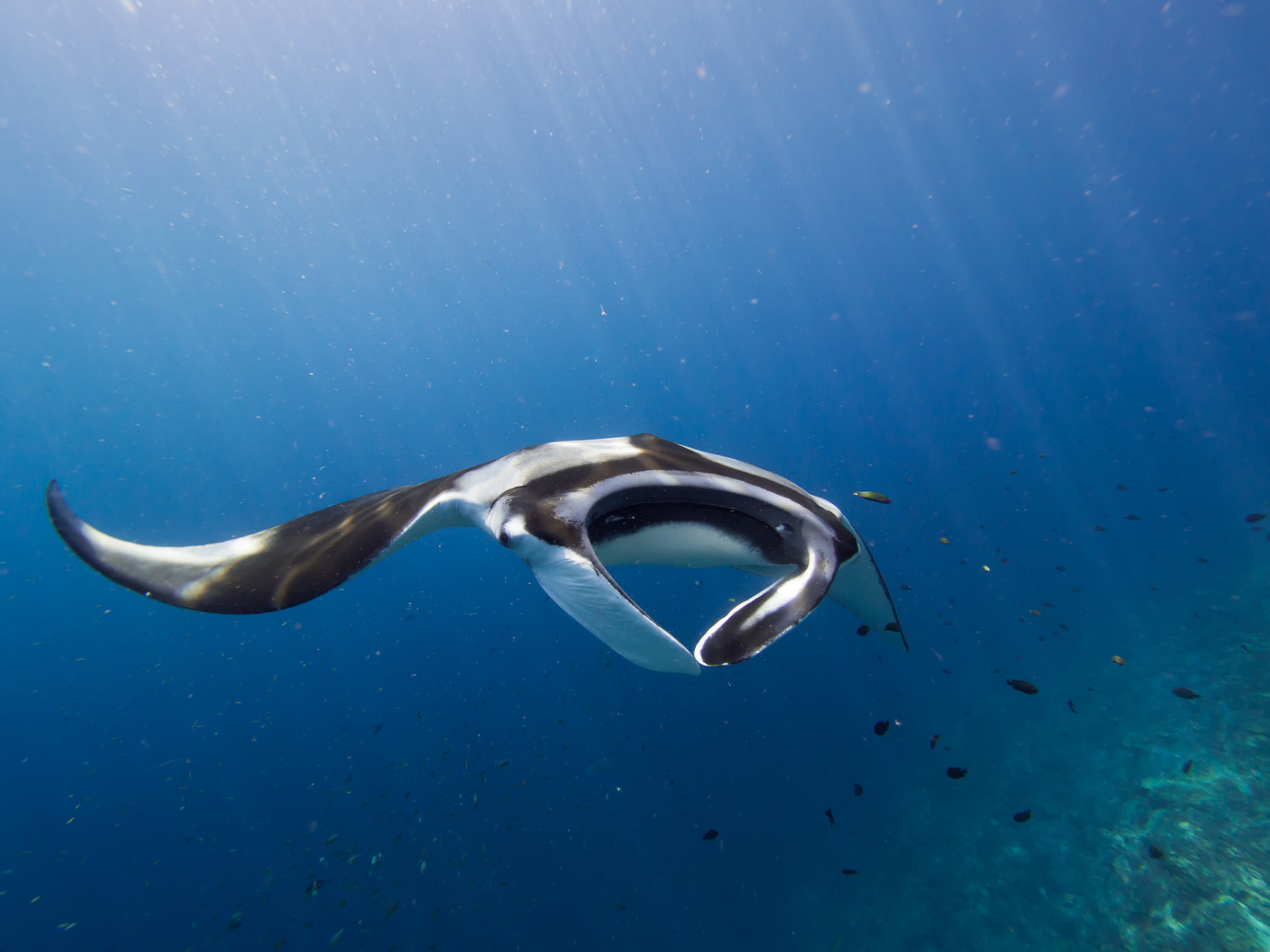 Giant manta ray