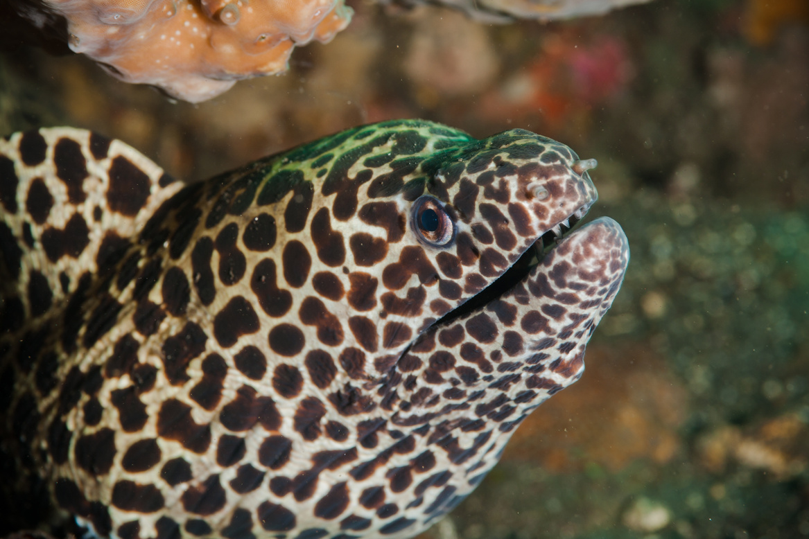 Honeycomb Moray Eel