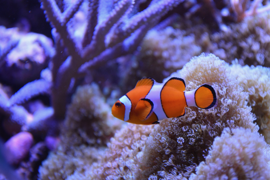 A Clown Fish