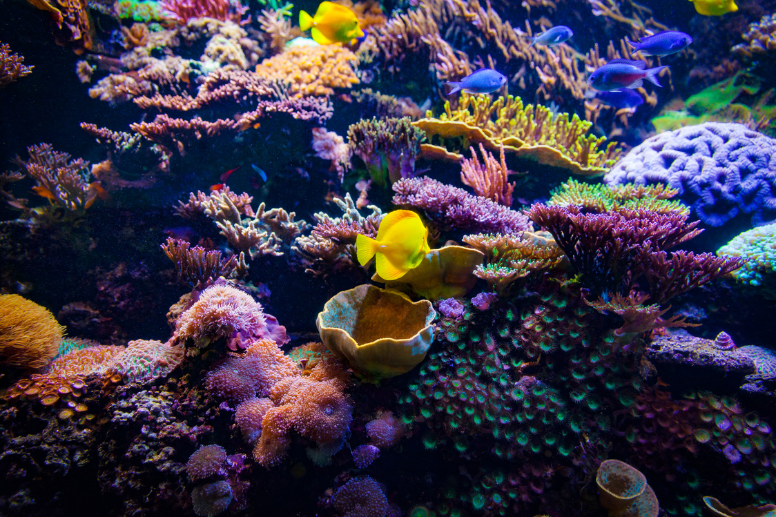 Coral Reef