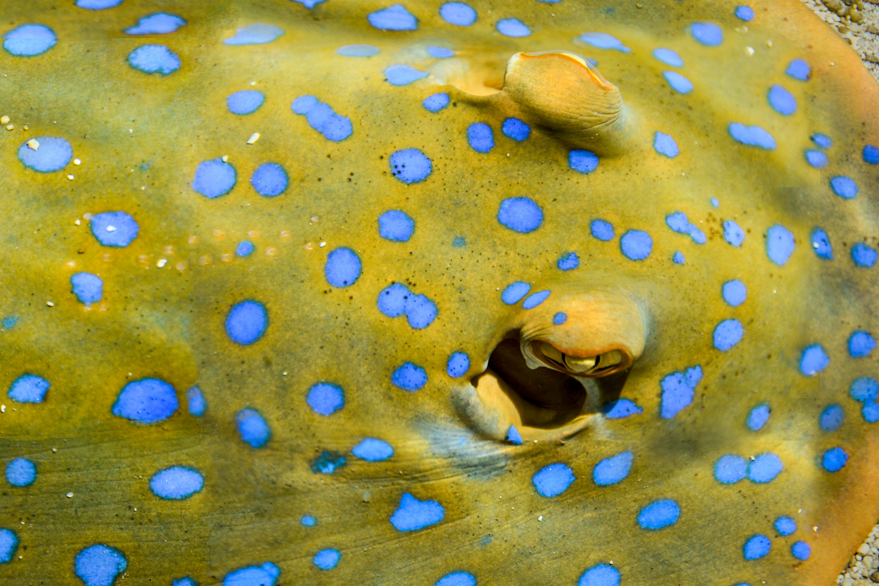 Blue spotted sting ray